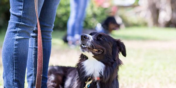 "Professional dog training", "dog training", "puppy training", "obedience training", "behavior",