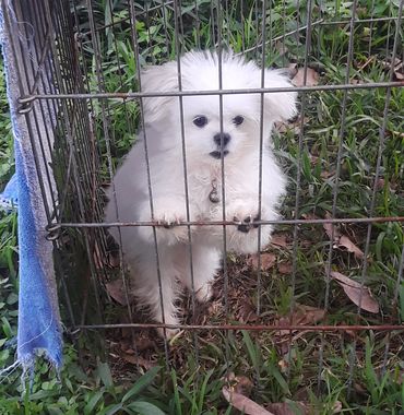 ", "crate training", "house training", "potty training". "stop puppy biting", "stop barking", "Davie