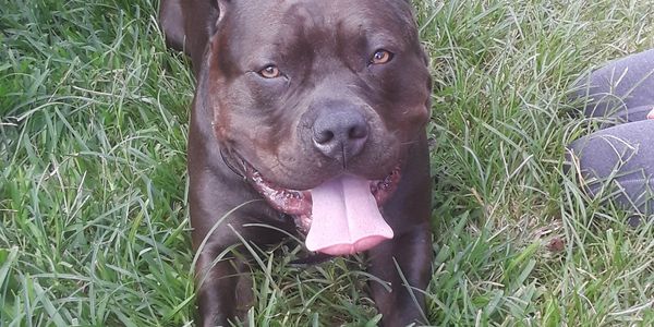 "aggressive dog training", "reactive dog training", "therapy dog training", "k9 training",  "Davie"