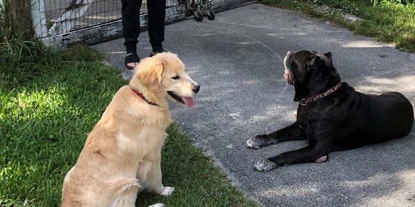 "stop barking", “Fear training”, "off-leash training", "leash training", "puppy training near me"