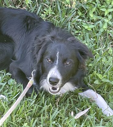 "dog training", "puppy training", "obedience training", "behavior training", "dog training classes"