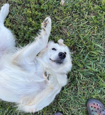 "dog training", "puppy training", "obedience training", "behavior training", "dog training classes",