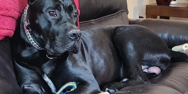 “Fear training”, "off-leash training", "leash training", "dog training near me", "puppy training"