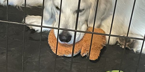 "crate training", "house training", "potty training", "in-home care", "dog walking", "day care"