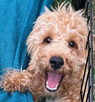 "aggressive dog training", "reactive dog training", "therapy dog training", "k9 training", "Weston"