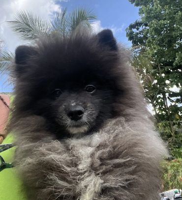 "crate training", "house training", "potty training", "puppy biting", " Stop barking", "dog training