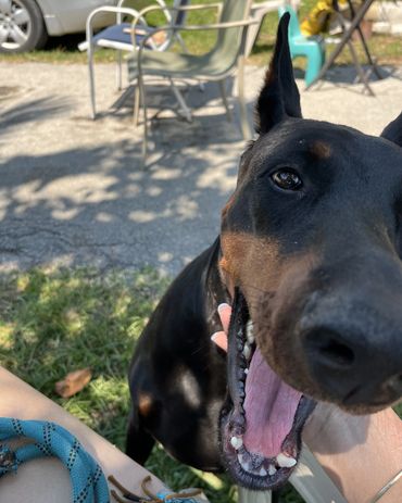 "dog training", "puppy training", "obedience training", "behavior training", "dog training classes"