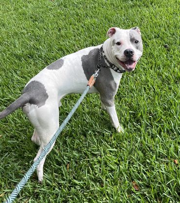 “Fear training”, "off-leash training", "leash training", "dog training near me", "puppy training"