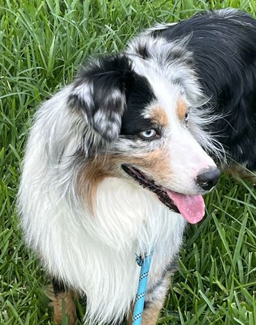 "Boarding and puppy sitting", ", "puppy training", "obedience training", "behavior training", "dog"