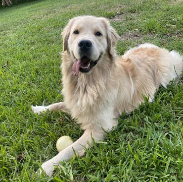 ", "aggressive dog training", "reactive dog training", "therapy dog training", "k9 training"