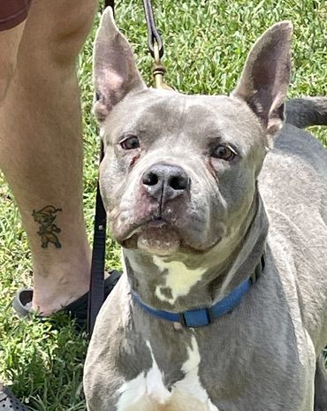 “Fear training”, "off-leash training", "leash training", "dog training near me", "Southwest Ranches"