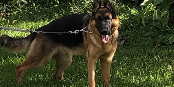 "dog training", "puppy training", "obedience training", "behavior training", "dog training classes",