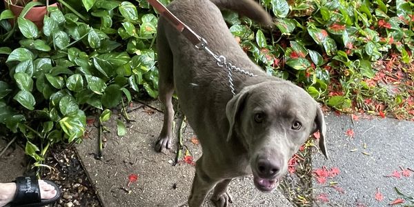 ", "crate training", "house training", "potty training". "stop puppy biting", "stop dog barking"