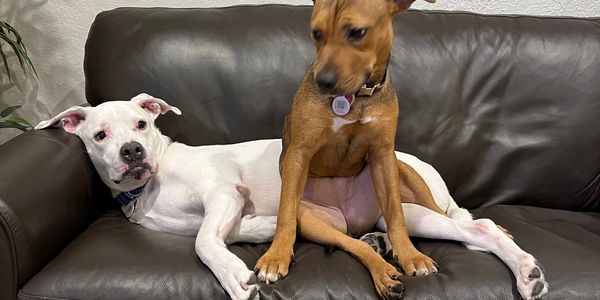 "Drop in visits at your home", Dog sitting”, Dog day care”, “Puppy sitting”, “Dog walking”, "Davie"