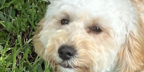 "off-leash training", "leash training", "dog training near me", "puppy training near me", “Davie”,