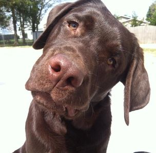 Photo of a brown dog, possibly a  labrador, with its head tilted in a curious manner.