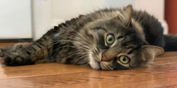 Fluffy cat lying down, wide green eyes, against a wooden floor.