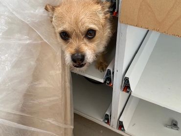 Carpentry mascot, custom cabinets.