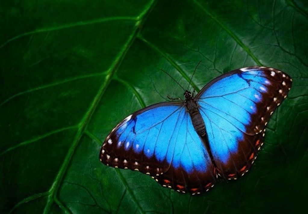 Trapped Between Boarders - The Sri Lanka Butterfly 