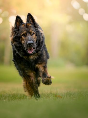 German Shepherd dog running on grass.