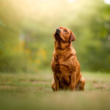 A brown dog scratching its neck outdoors.