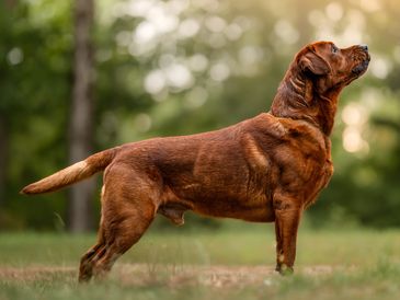 A brown dog standing attentively outdoors.
