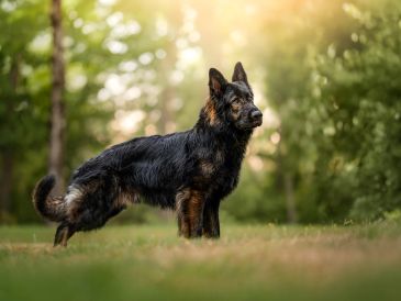 Black and tan German Shepherd standing outdoors.