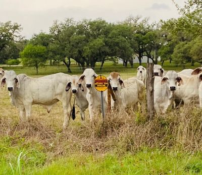 Cows standing near a warning sign in a grassy field.