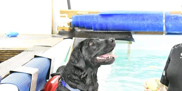 Canine cruciate ligament rehabilitation