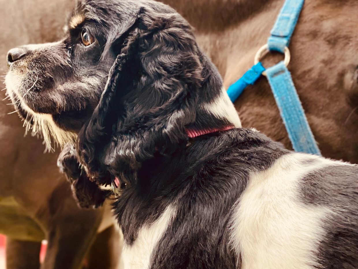 Cocker Spaniel - Callie