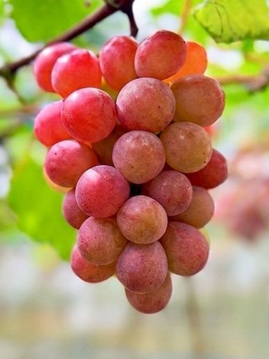 A close-up of a ripe bunch of pink grapes hanging on the vine.