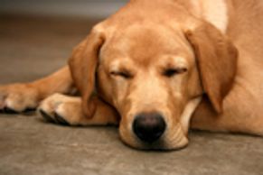 pet accidents, pet odors, pet stains