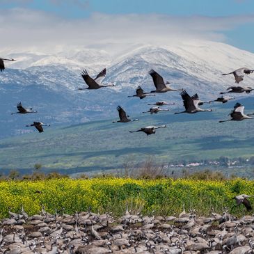 Migrating birds on the background of the snowy Hermon mountain