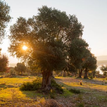 Sun shining through Olive trees in Israel