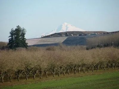 Mount Hood behind Riverbend Landfill in 2009, with Filbert orchard in front.