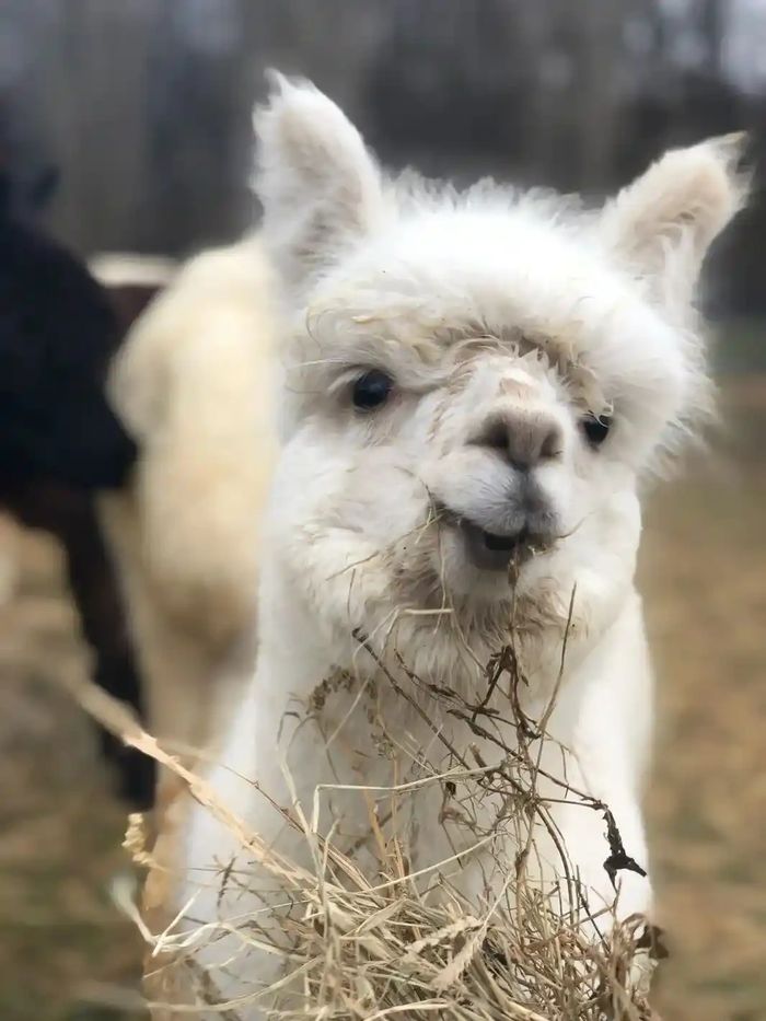 Alpaca with baby at family farm
