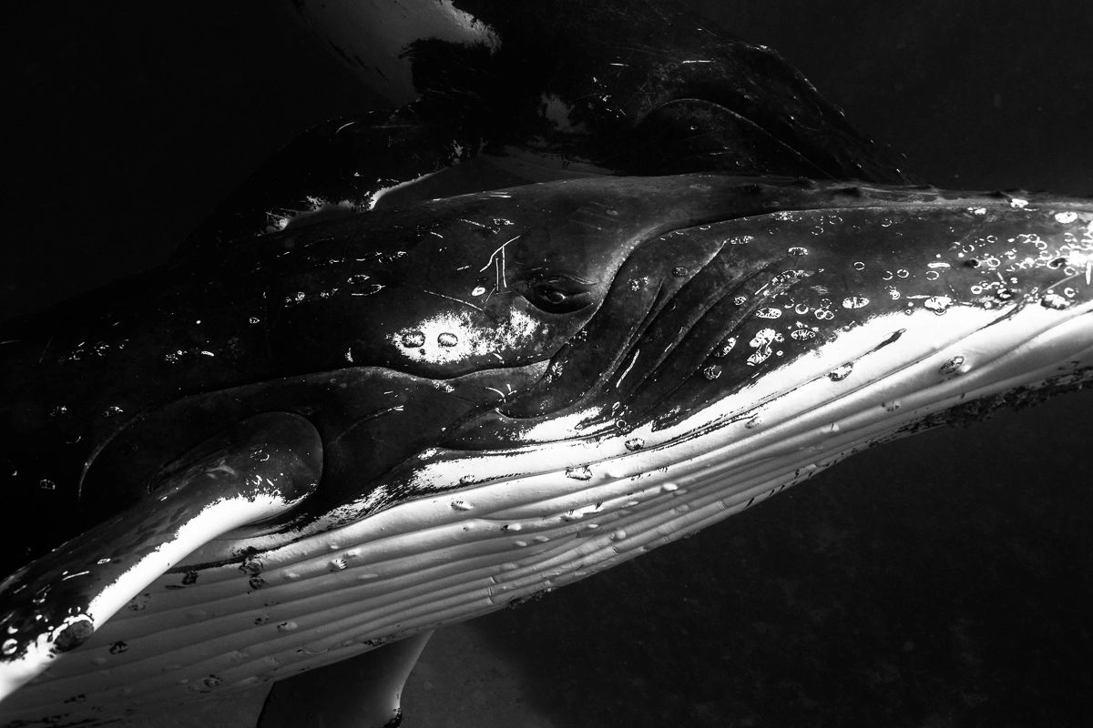 humpback whale eye
