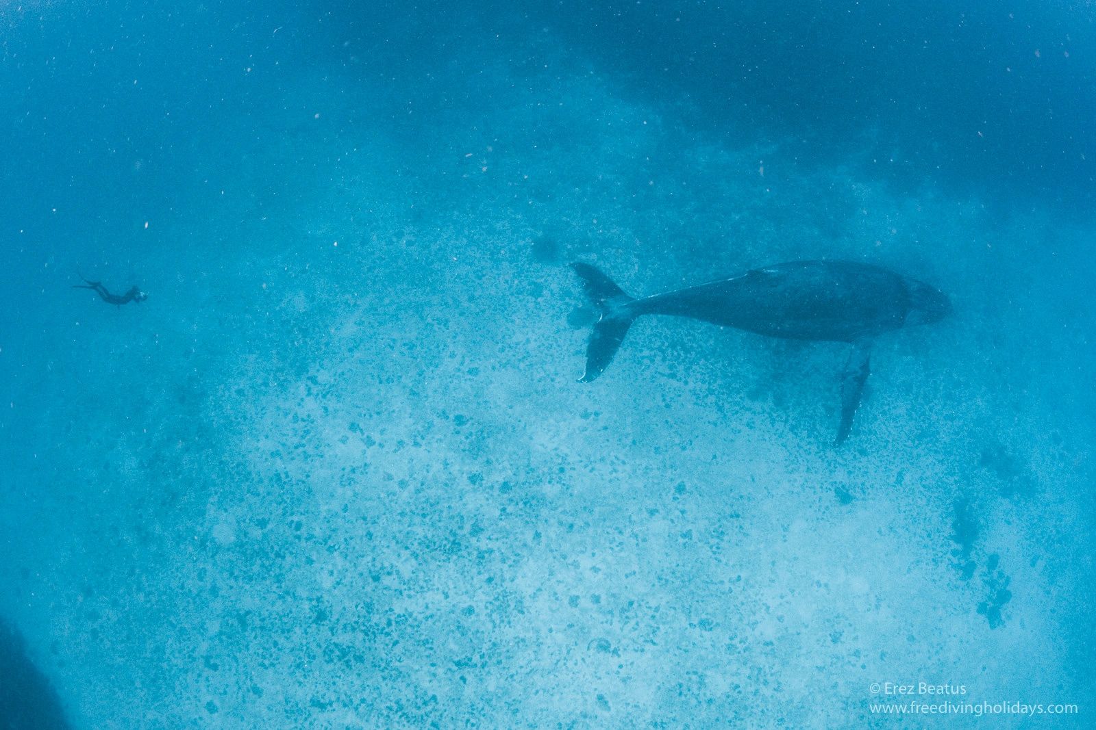 freediving humpback whale