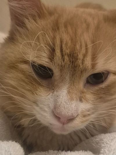 Melody's Garden Sanctuary - Animal Rescue Liaison