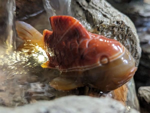 Just a beautiful carnelian Koi Carp