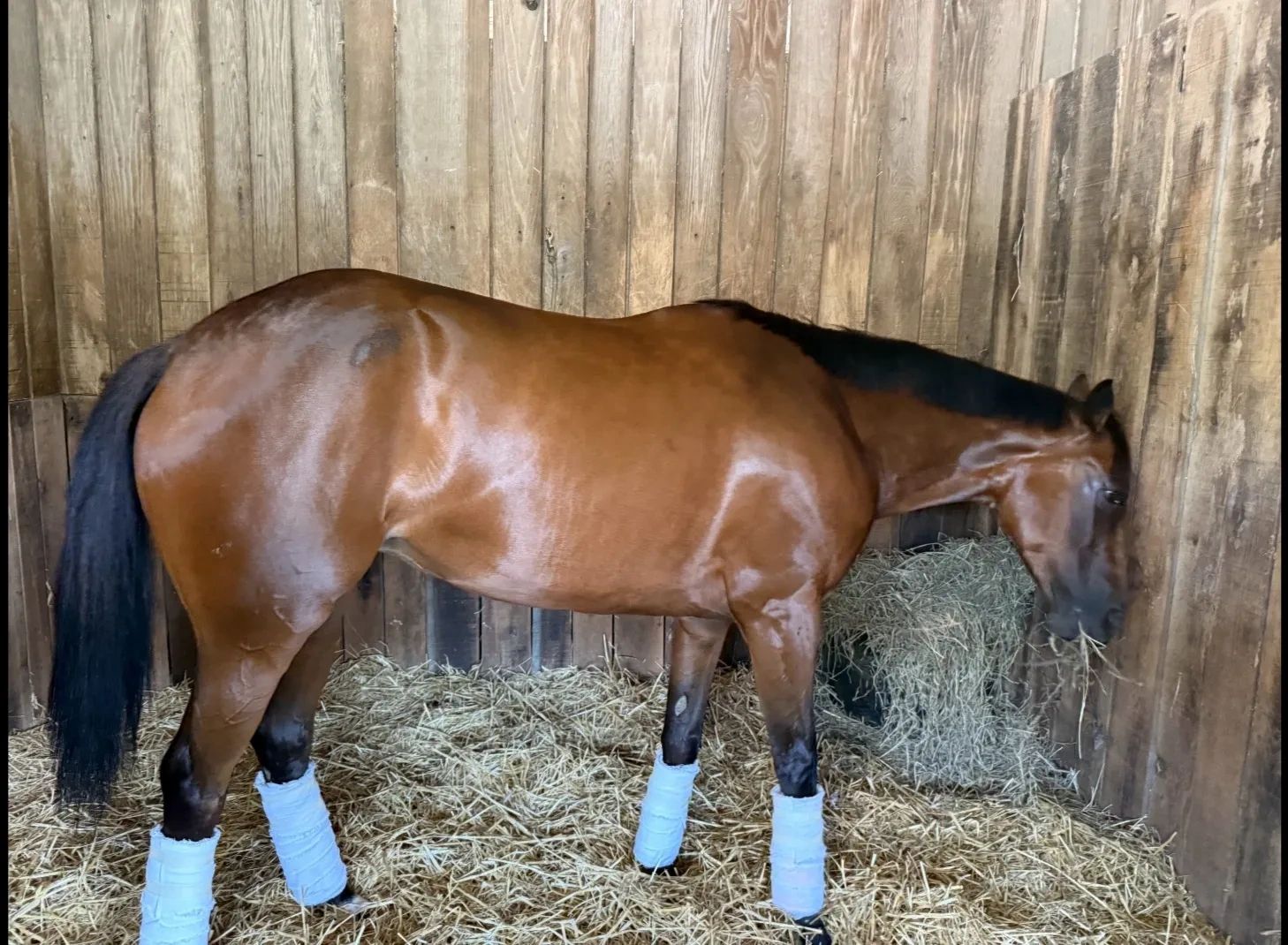 Meet Demi, a five year old mare we claimed at Churchill Downs on June 27, 2025.