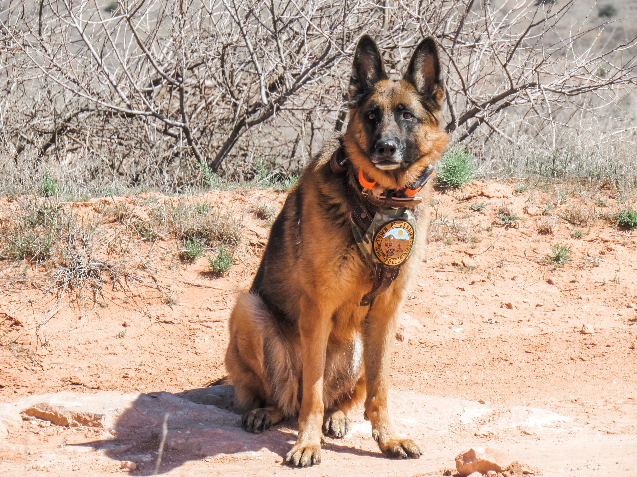 Dog Training, K9 Tracking Ardent K9 Training Cottonwood, Arizona