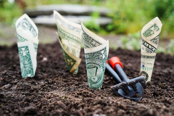 Dollar bills planted in soil with garden tool.