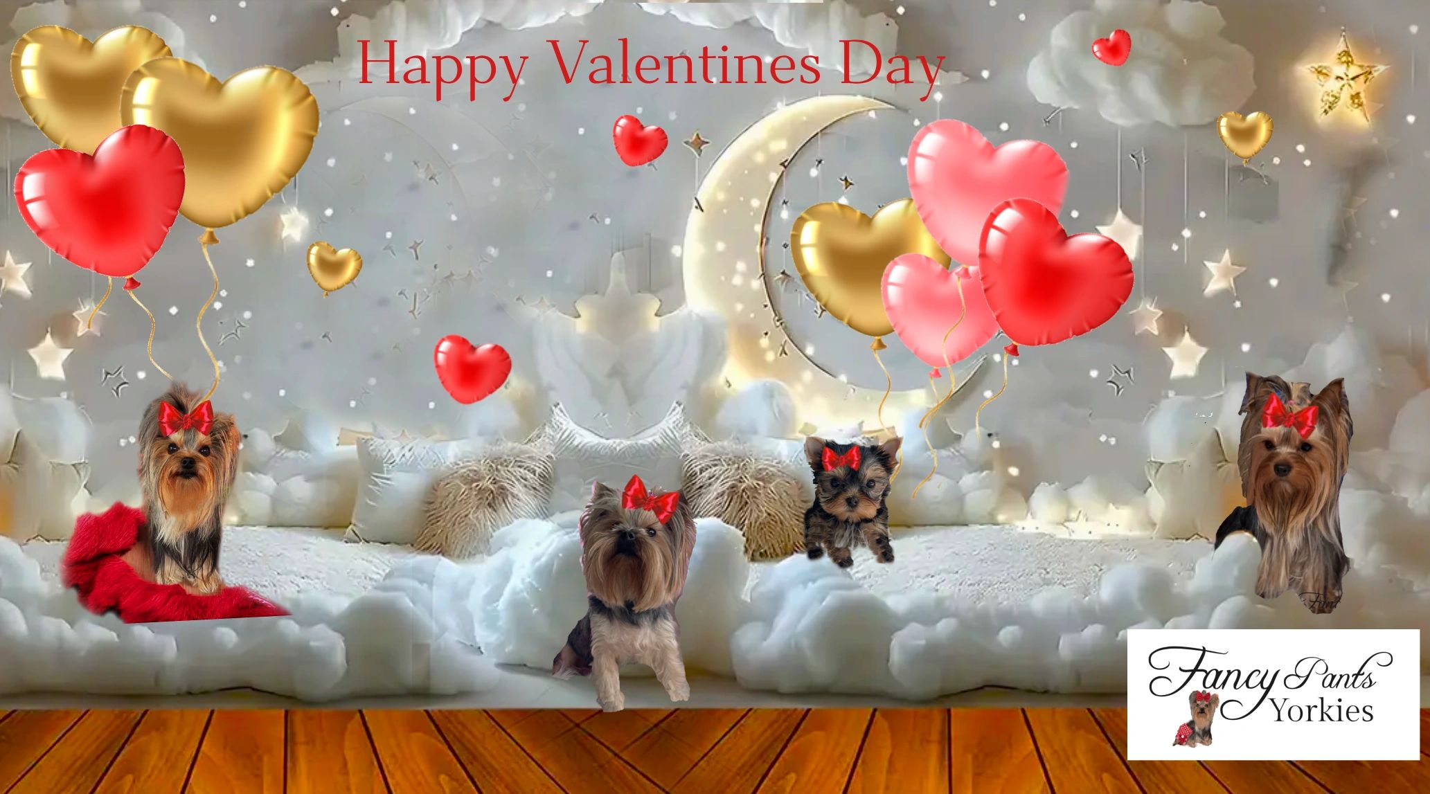 Yorkies for sale in Ohio, Precious Yorkies, Baby Doll Yorkies, Tiny Yorkies, Fancy Pants Yorkies