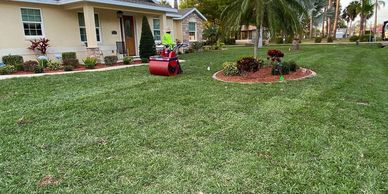 Rolling newly installed Provista St. Augustine sod in Ellenton, Florida with a machine roller.