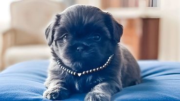 AKC Blue Female Shih Tzu Puppy