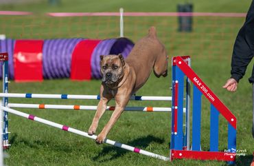 Alaska Cane Corso Val