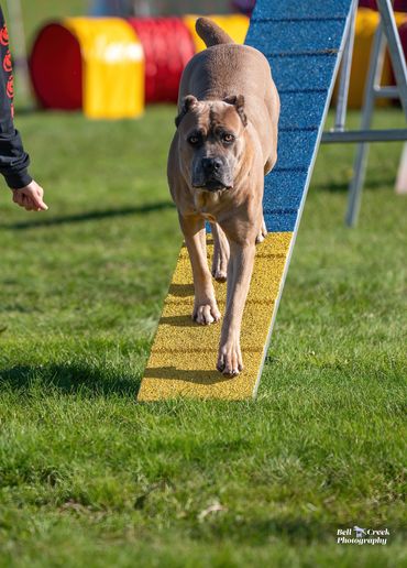 Alaska Cane Corso Val