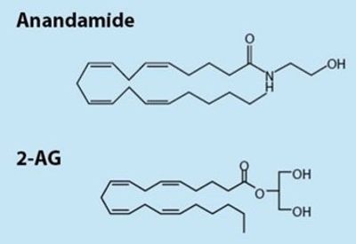endocannabinoid