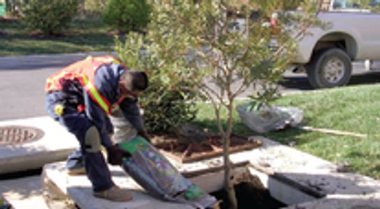 Workers inspecting bioretention area